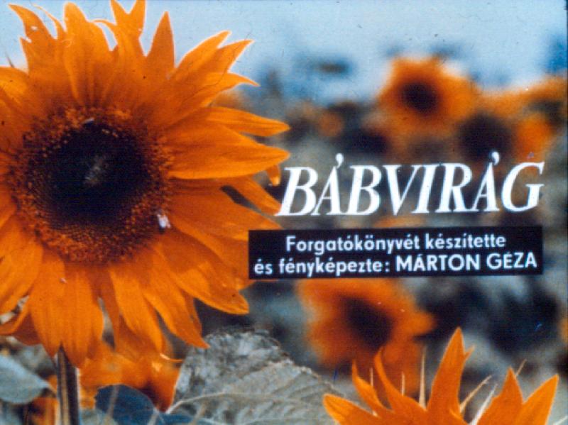 Bábvirág 