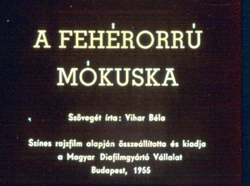 A fehérorrú mókuska 