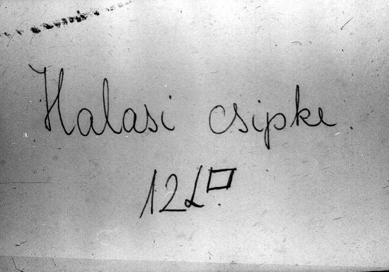 Halasi csipke 