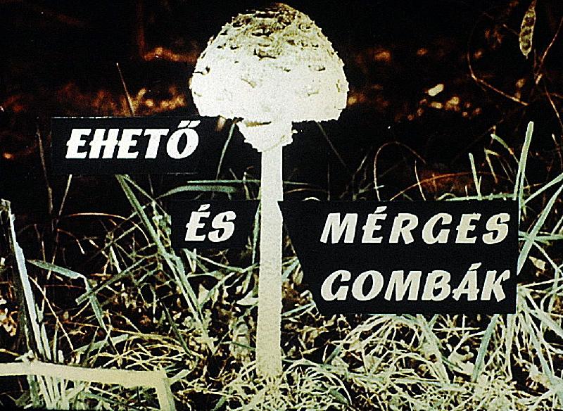 Ehető és mérges gombák 
