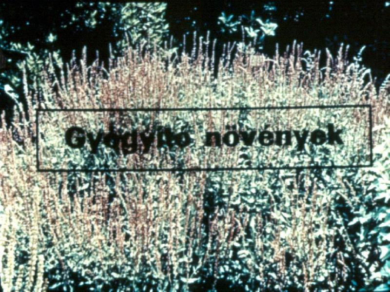 Gyógyító növények 