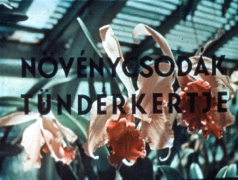 Növénycsodák tündérkertje 
