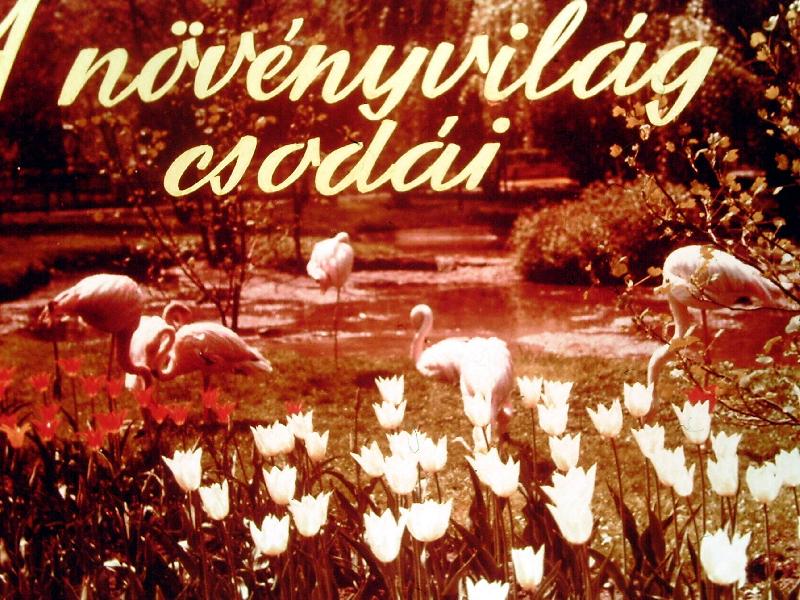 A növényvilág csodái 