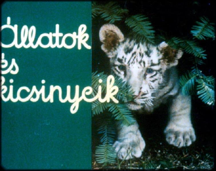 Állatok és kicsinyeik 