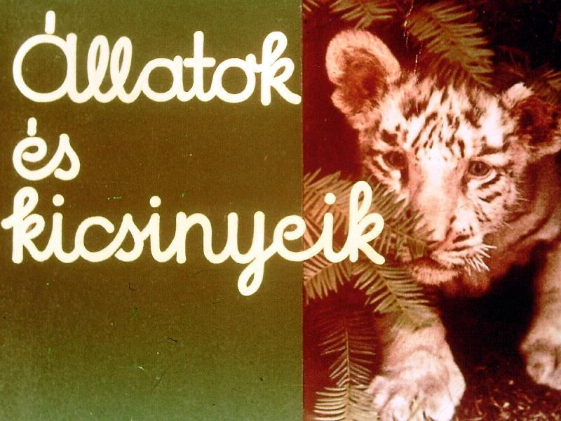 Állatok és kicsinyeik 