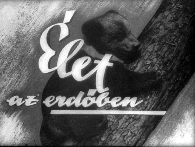 Élet az erdőben 