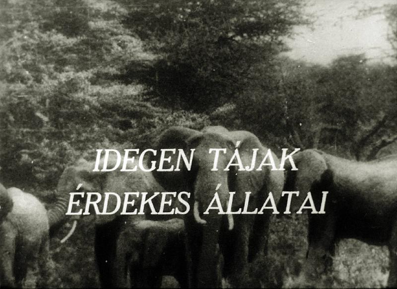 Idegen tájak érdekes állatai 