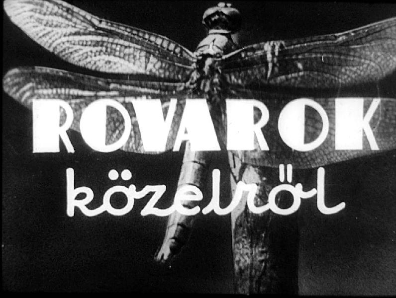 Rovarok közelről 