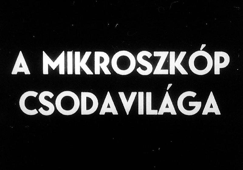 A mikroszkóp csodavilága 