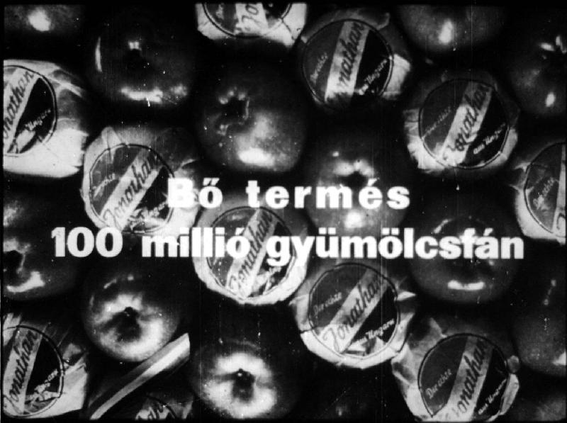 Bő termés 100 millió gyümölcsfán 