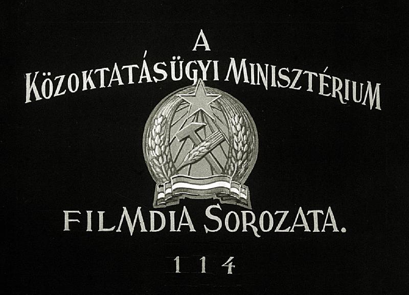 Liliomvirágúak és orchideák 