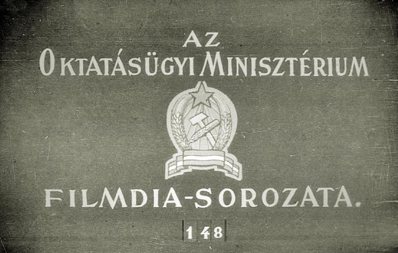 Tüskésbőrűek állattörzse 