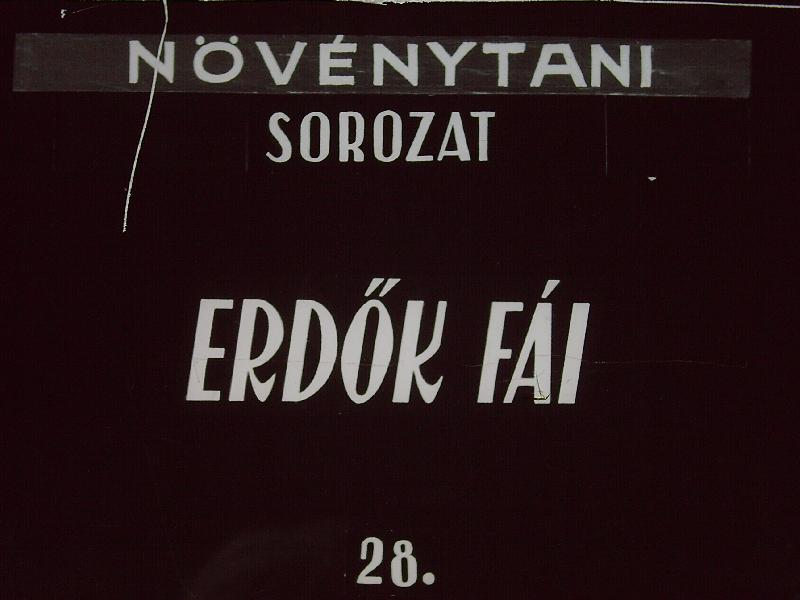 Erdők fái 