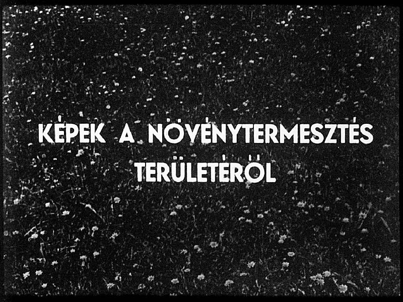 Képek a gyümölcs és növénytermesztésünkről 