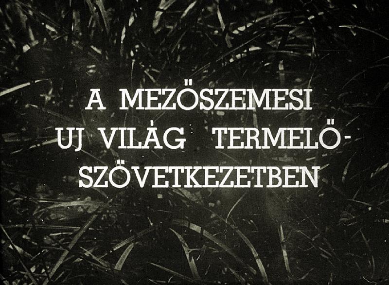 A mezőszemesi Új világ termelőszövetkezetben 