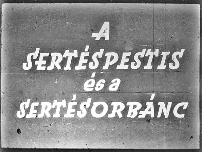 A sertéspestis és a sertésorbánc 