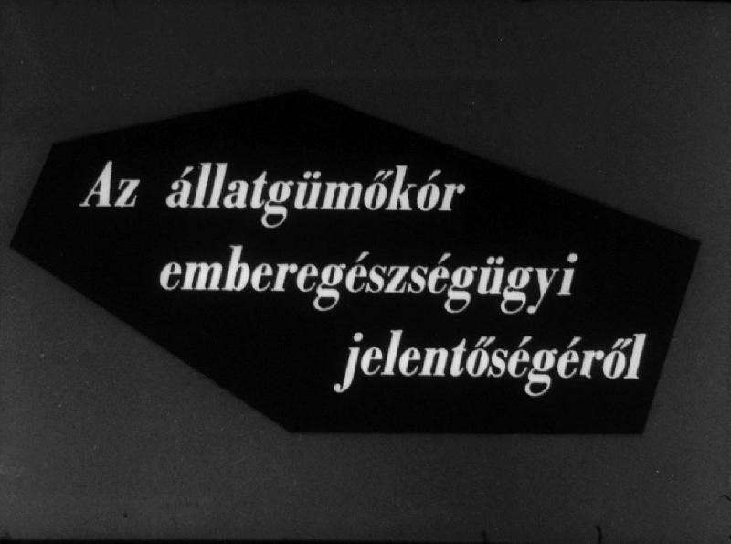 Az állatgümőkór ember egészségügyi jelentőségéről 