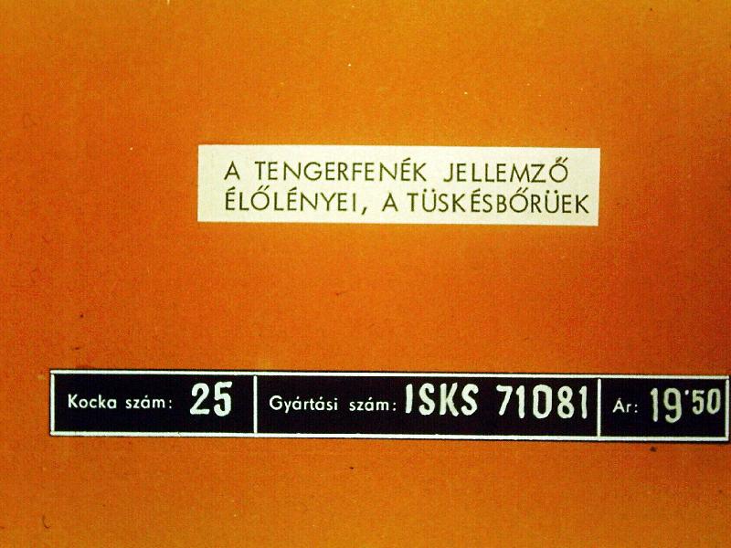 A tengerfenék jellemző élőlényei, a tüskésbőrűek 