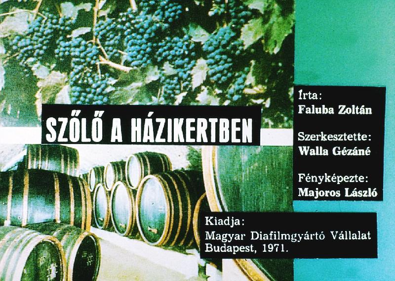 Szőlő a házikertben 