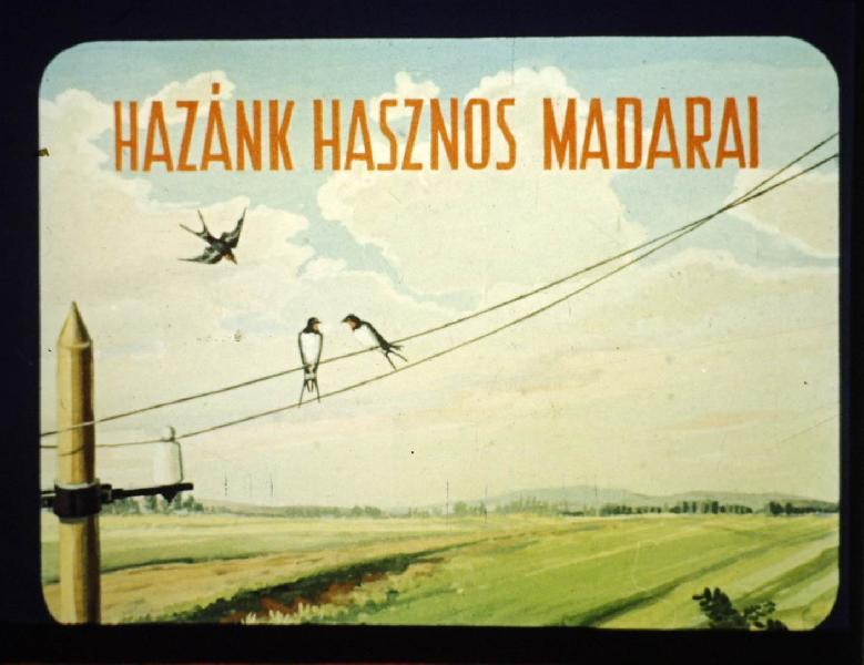 Hazánk hasznos madarai 