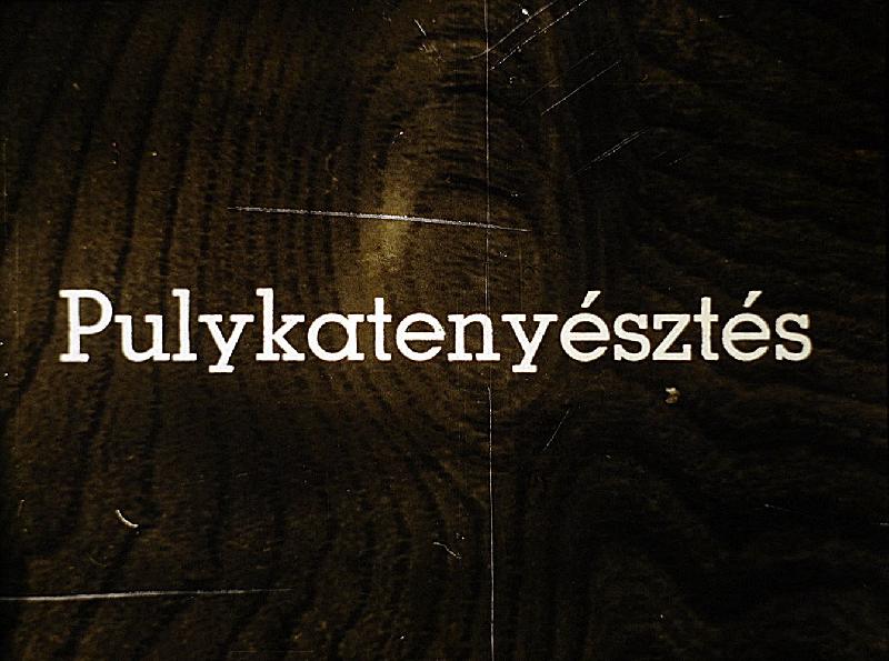 Pulykatenyésztés 
