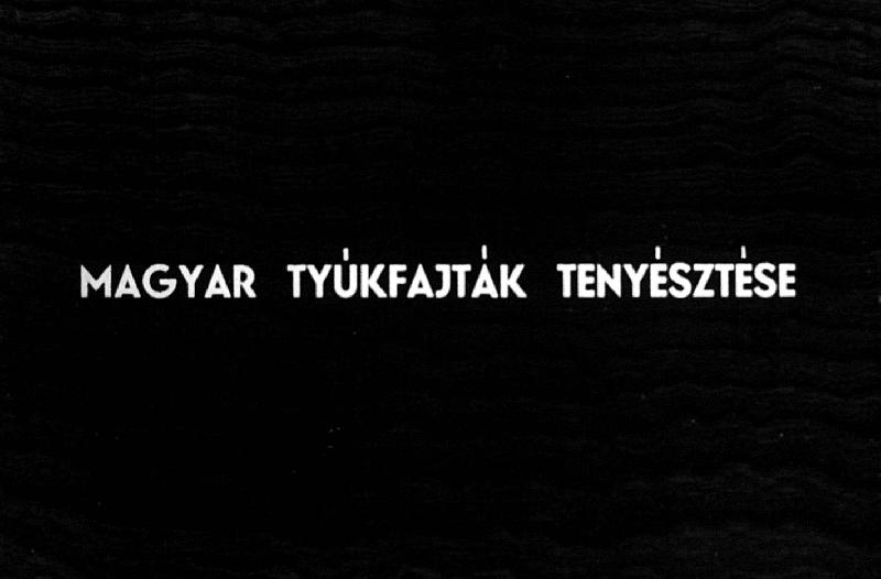Magyar tyúkfajták tenyésztése 
