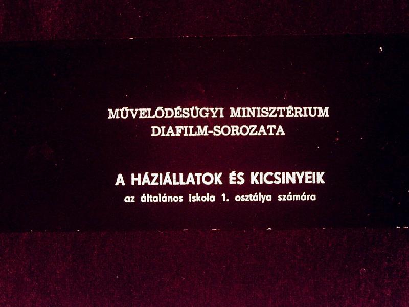 A háziállatok és kicsinyeik