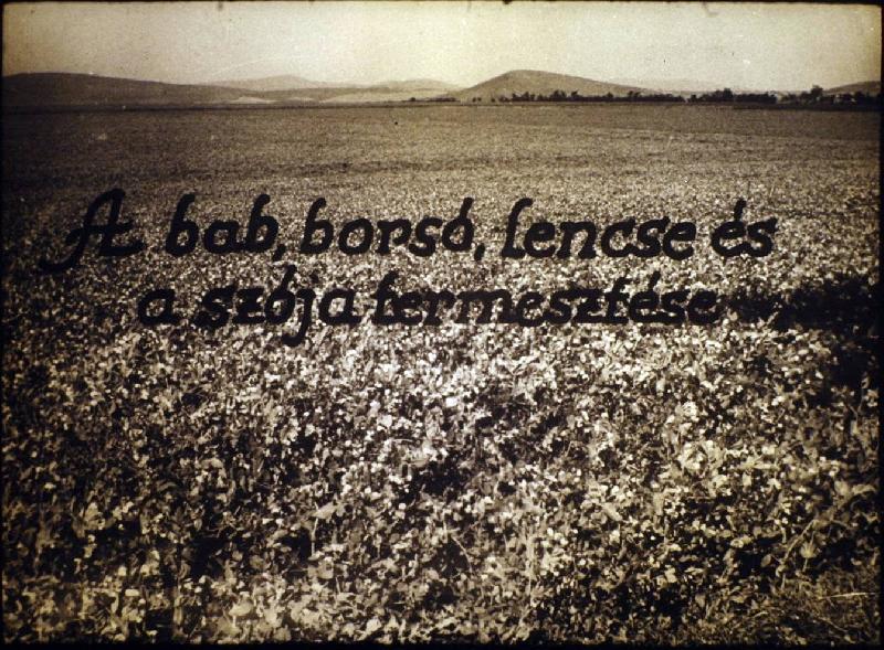 A bab, a borsó, lencse és a szója termesztése