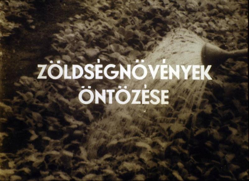Zöldségnövények öntözése