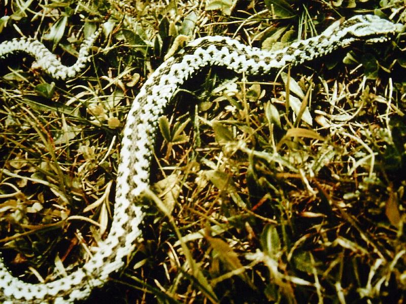 Biológia a szakközépiskolák számára : Növény és állatrendszetan c. tantervi változat