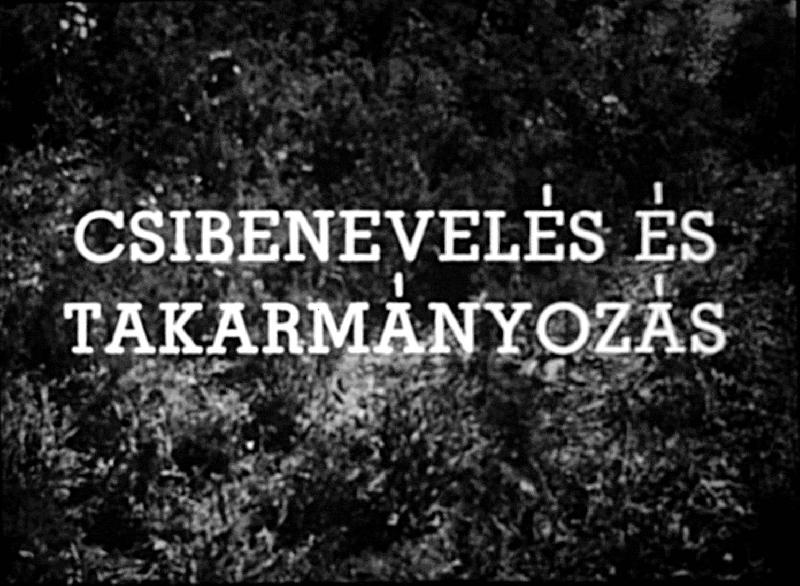 Csibenevelés és takarmányozás