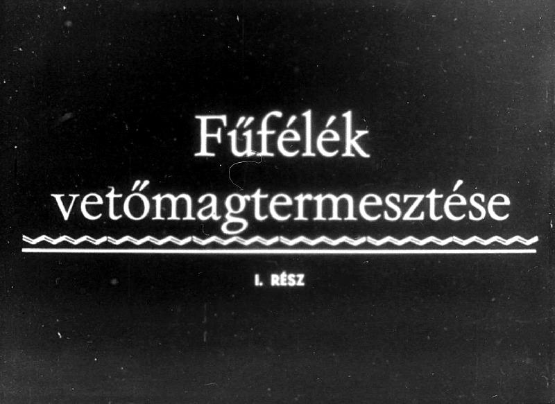 Fűfélék vetőmagtermesztése