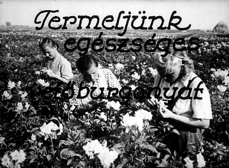 Termeljünk egészséges vetőburgonyát