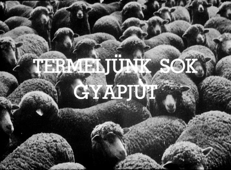 Termeljünk sok gyapjút