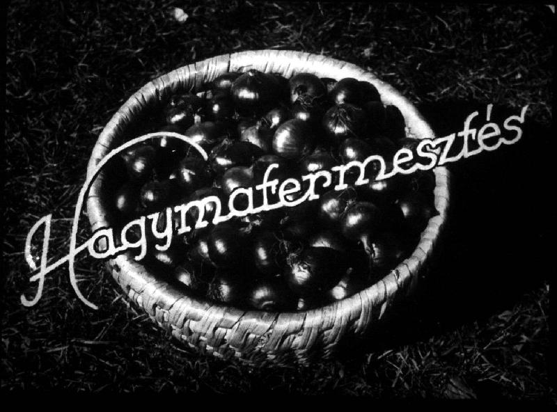 Hagymatermesztés
