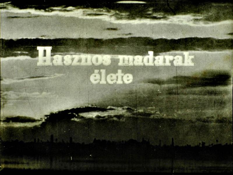 Hasznos madarak élete