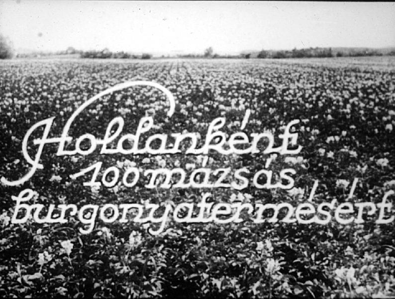 Holdanként a 100 mázsás burgonyatermésért