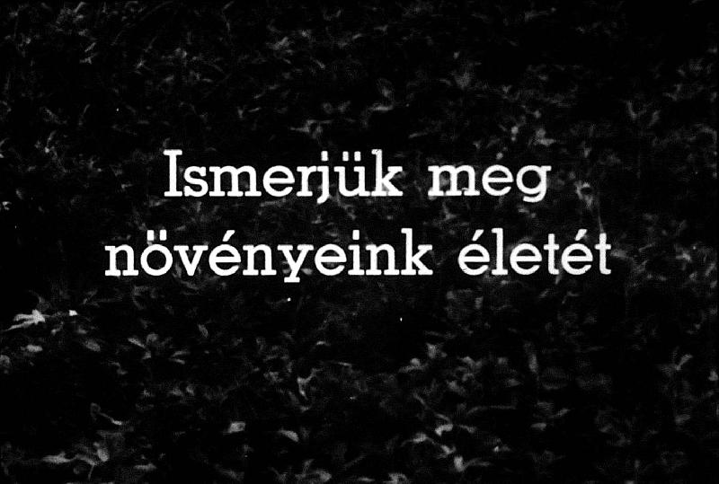 Ismerjük meg a növényeink életét