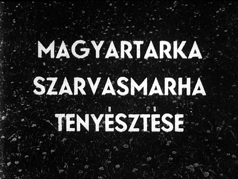 Magyartarka szarvasmarha tenyésztése