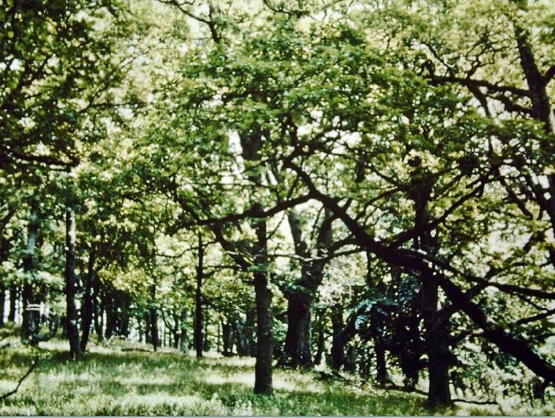 Természetismeret az általános iskolák 5. osztálya számára