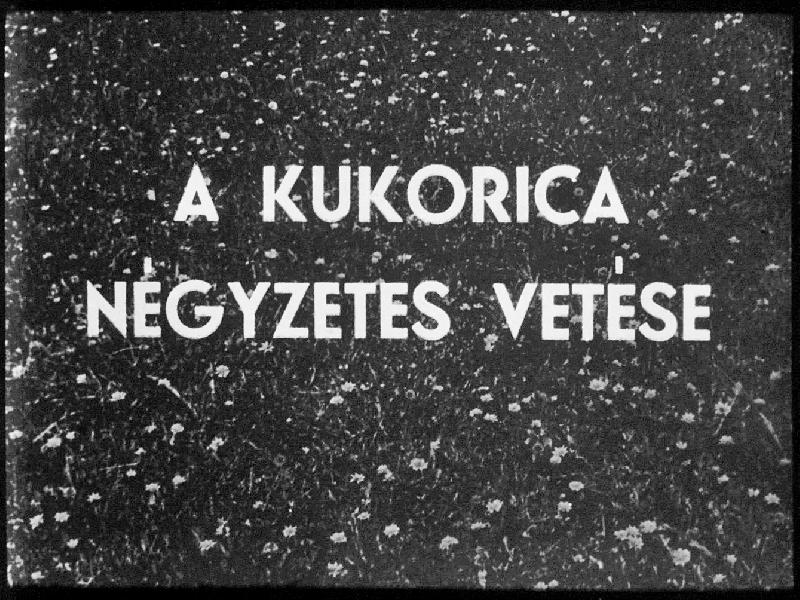 A kukorica négyzetes vetése