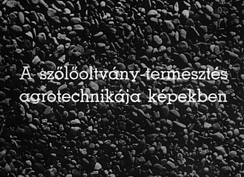 A szőlőoltvány-termesztés agrotechnikája képekben III. rész : Az iskolázás; az oltványiskola ápolási és védekezési munkái