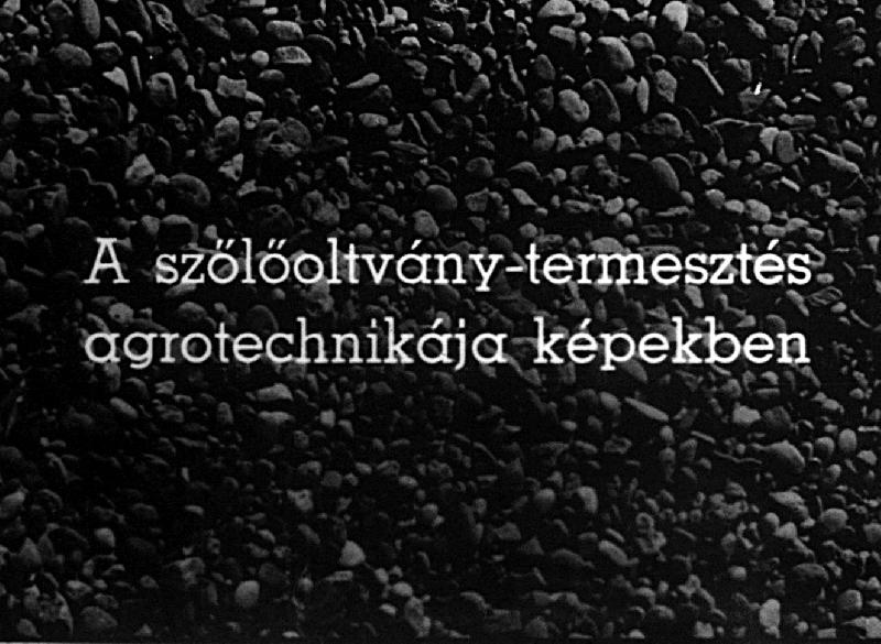 A szőlőoltvány-termesztés agrotechnikája képekben IV. rész : A gyökeres oltványok kiszedése, osztályozása, tárolása és csomagolása