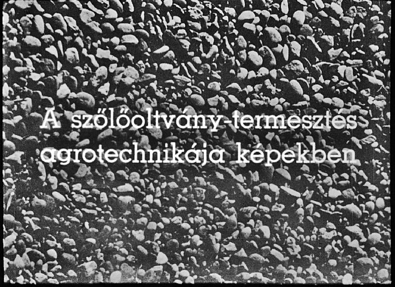 A szőlőoltvány-termesztés agrotechnikája képekben I. rész : Az alanyvesszőtermesztés (avt.) agrotechnikája