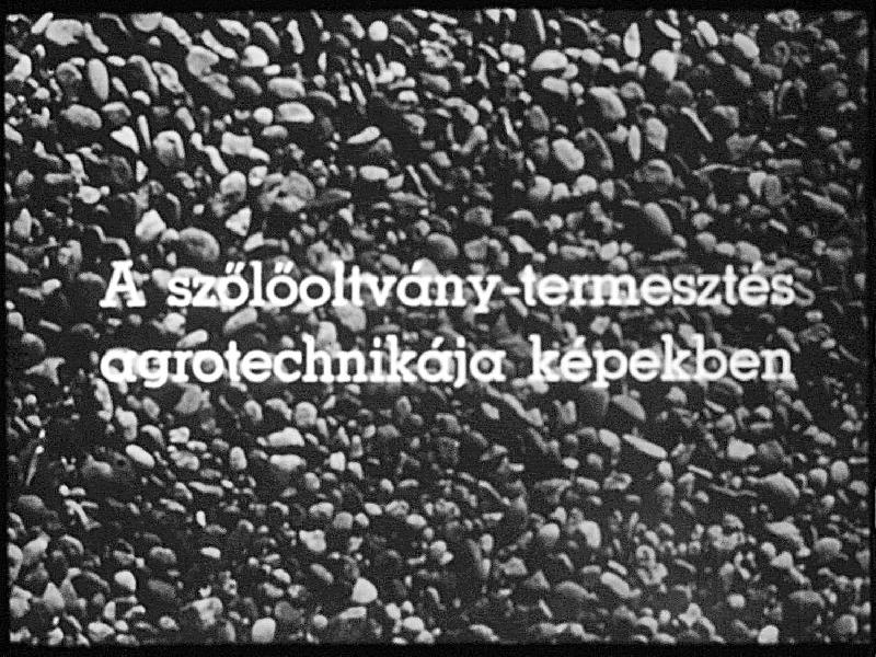 A szőlőoltvány-termesztés agrotechnikája képekben II. rész : Az oltványkészítés agrotechnikája (előhajtatással)