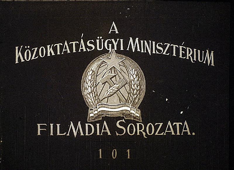 Nyitvatermő virágos növények