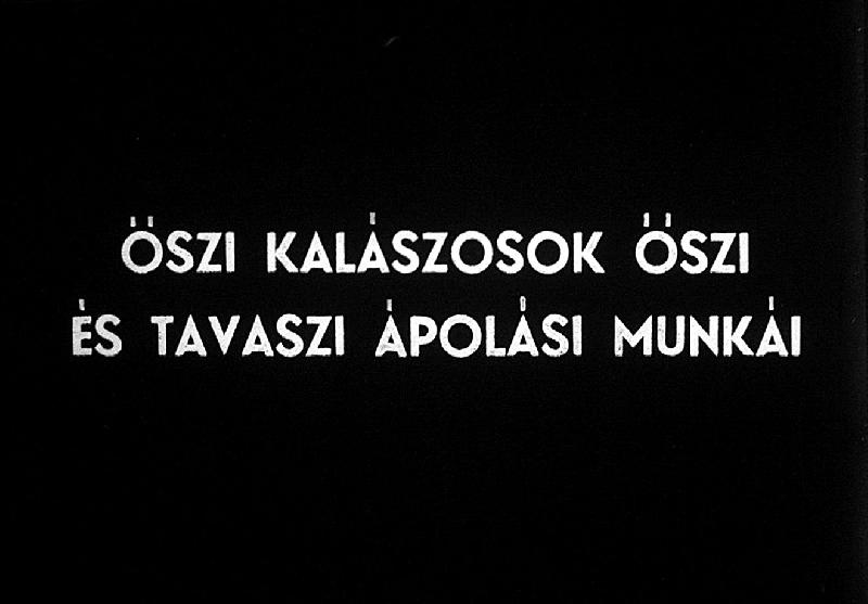 Őszi kalászosok őszi és tavaszi ápolási munkái