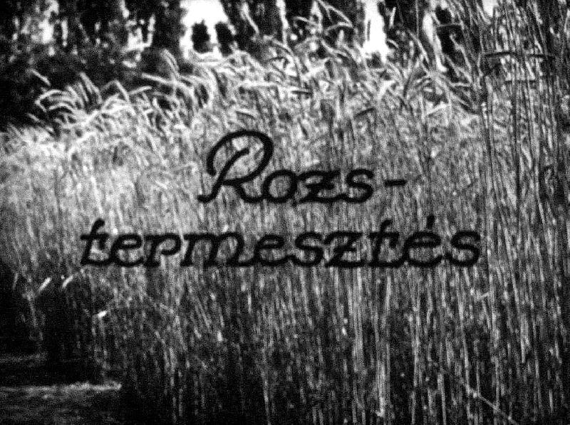 Rozstermesztés