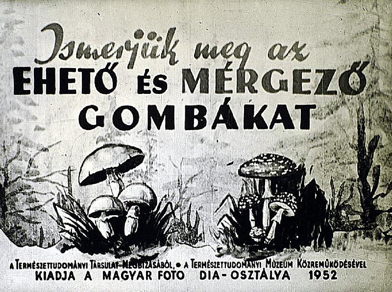 Ismerjük meg az ehető és mérgező gombákat
