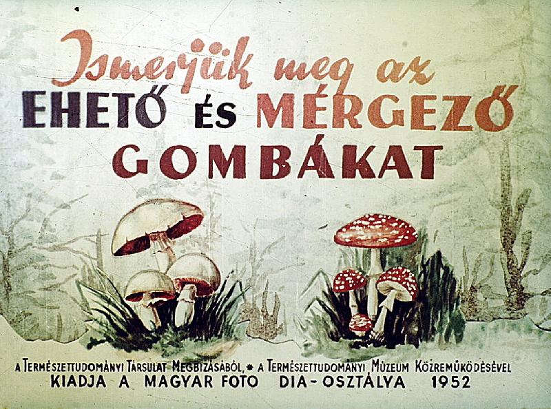 Ismerjük meg az ehető és mérgező gombákat